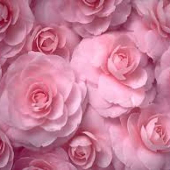 Meet your Posher, Pepioak - Picture 5 of 5